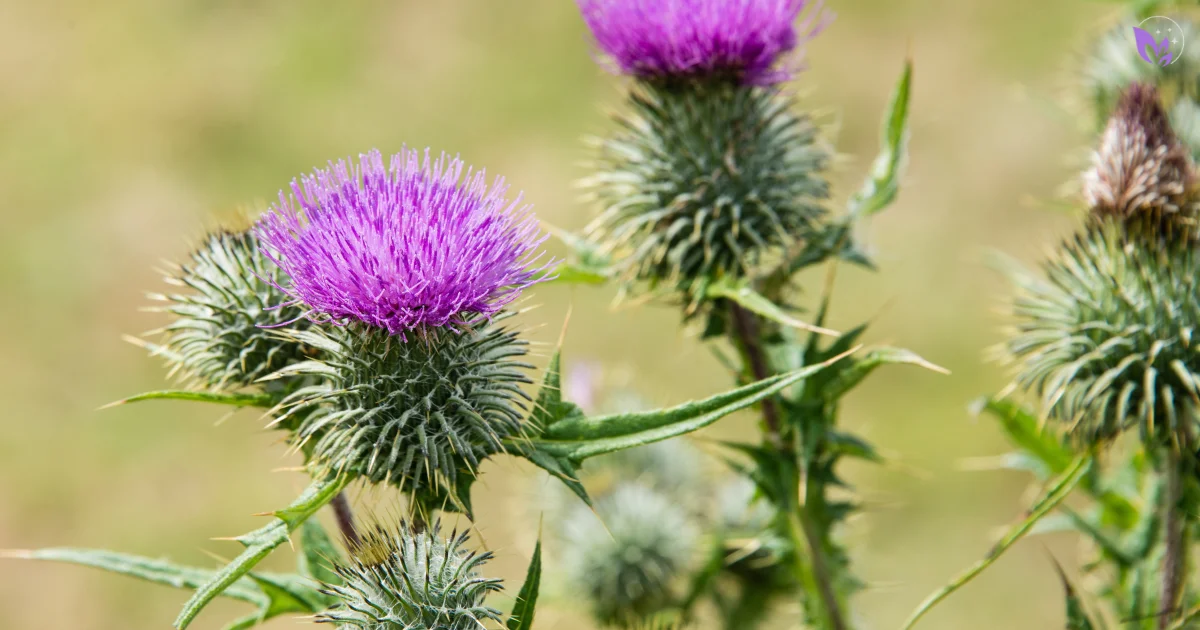 7 Science-Based Benefits of Milk Thistle for Liver Health