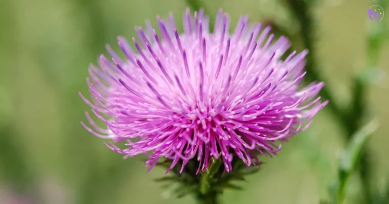 Milk Thistle Benefits