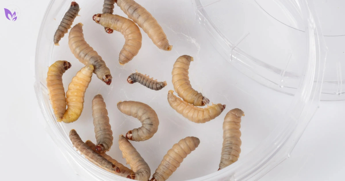 What Do Parasites Look Like in Stool? Worms, Signs &amp; Common Look-Alikes